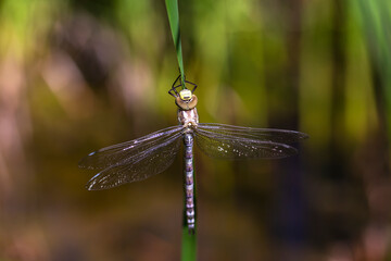 Odonata - a freshly hatched dragonfly, dries its wings in the sun, sits and sticks on a leaf of green reed. Beautiful bokeh in the background.