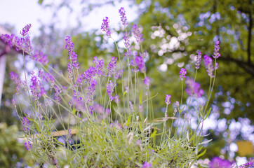 Gentle purple lavender flowers grow on the field outdoors for a bouquet