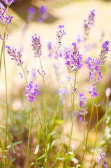 Obraz premium Gentle purple lavender flowers grow on the field outdoors for a bouquet