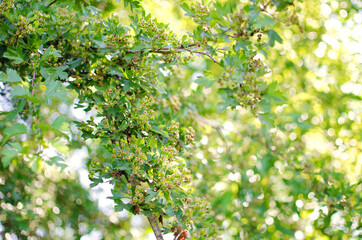 White flowers pear blossom is good nectar and for pear harvest