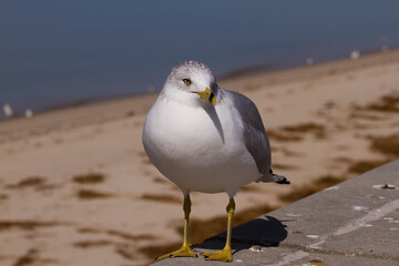 Close up image of a breeding adult seagull belonging to Ring-Billed gull species. They have...
