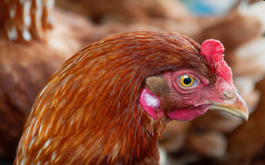 Close-up chicken head on a free-range farm.
