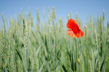 Red poppy grows in the field outdoors to decorate bakery products