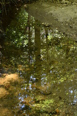 A tree reflected in a creek