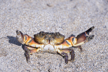 the sea creature is a crab with six legs and pincers