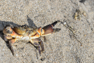 the sea creature is a crab with six legs and pincers