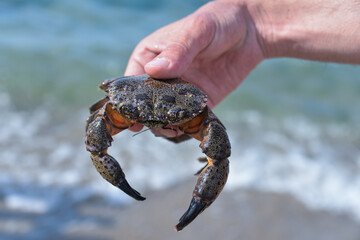 the sea creature is a crab with six legs and pincers