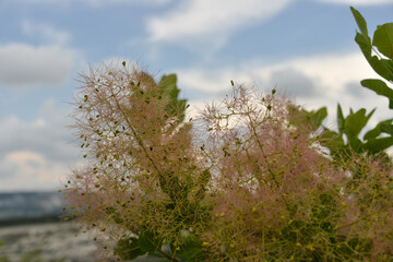 coniferous forest grew high on the mountain during the day