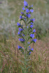 Fototapeta premium small beautiful purple flower lavender, growing in a field of small bushes