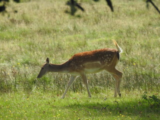 Roe deer walks in a clearing