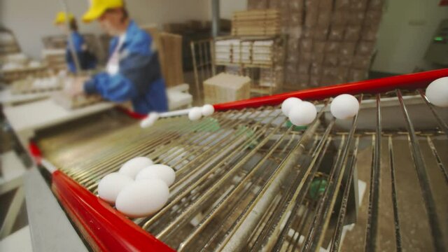 Packers put eggs on cardboard stands from a conveyor belt. Female workers place eggs in trays for transportation