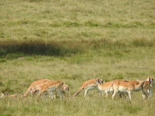 Deer in a clearing