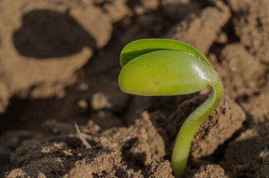 Brote, soja, cultivo, agricultura, cotiledones, dicotiled&oacute;nea