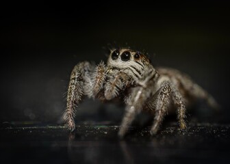 Jump spider in the garden