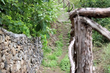 Un camino rustico por un bosque 