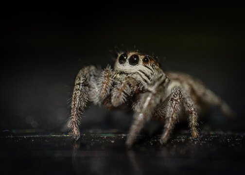 Jump spider in the garden