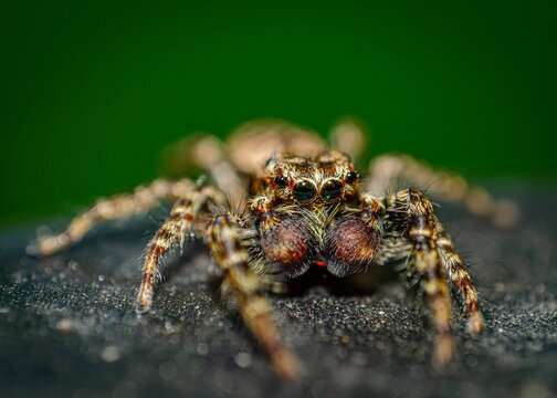 Jump spider in the garden
