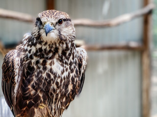 Close-up of a falcon in an ecopark. Photography of birds.