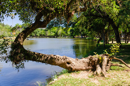 tree in the park - Arvore e vegeta&ccedil;&atilde;o nas margens lago do Parque Farroupilha - Porto Alegre - Rio Grande do Sul