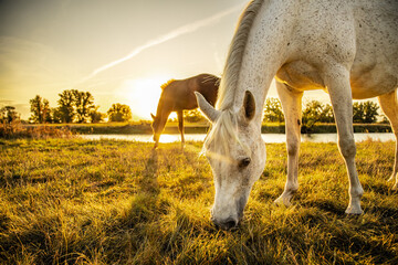 brown foal and white mother horse eating grass on pasture while sunrise in the morning