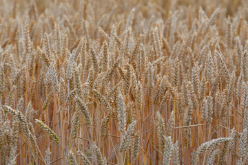 Fototapeta premium reife weizenähren