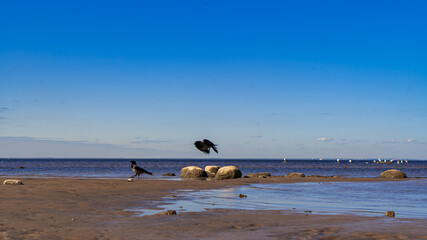 Crows on the beach and sky in Sunny weather.