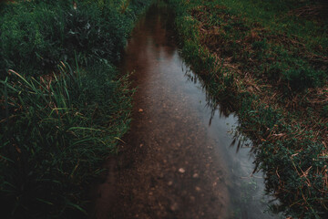 The river flowing through the forest. Dramatic landscape. Long exposure.