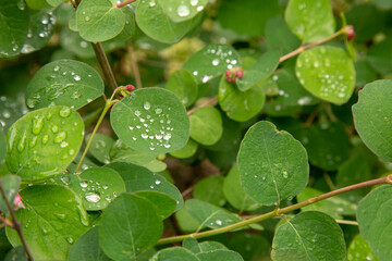 spring in city - new leaves on twig close up over green blurred garden on background in urban park.