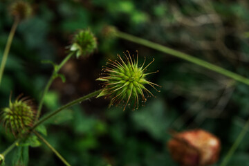 Geum urbanum, Ripe fruit of St. Benedict's herb