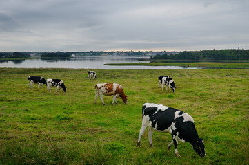 Herd of holstein cows grazing near Overton with Yarmouth across the harbour Nova Scotia
