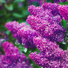 Purple lilac blooms. Branches of blossoming lilac. Shallow depth of field. Selective focus.