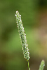 Leaf stalk after the rain