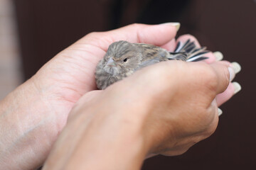 little sparrow in the hands
