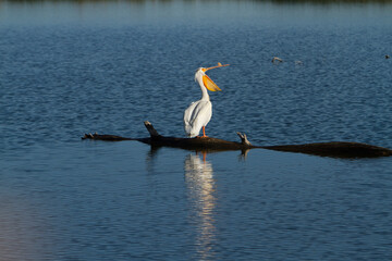 A white pelican is perched on a partially submerged log in the Malheur Wildlife Refuge near Burns, Oregon.