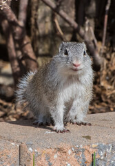 Franklin's ground squirrel