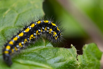 Scarlet tiger moth caterpillar