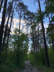 Beautiful day in the forest