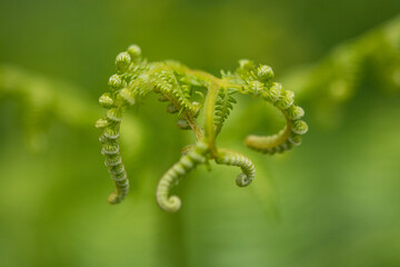 close up of fern leaf