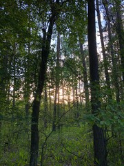 Summer sunset in the forest