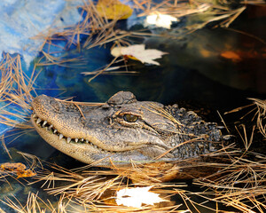 Alligator Stock photos.  Alligator head close-up profile view. Portrait. Image. Picture.  Alligator teeth.