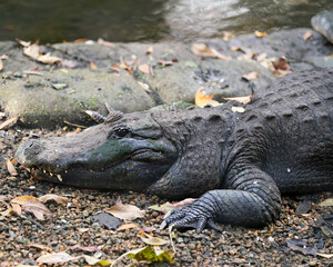 Alligator stock photo.  Alligator close-up profile view. Image. Portrait. Picture.