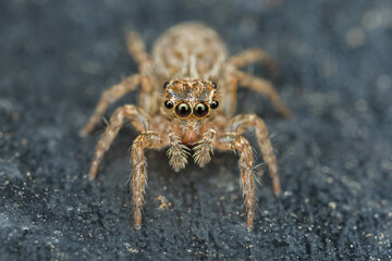 Close up macro jumping spider on the ground.