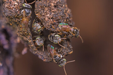 Close up macro Protagonist  or little bees on hive.