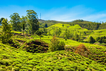 Nuwara Eliya tea plantation