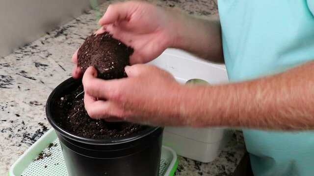 Small garlic plant in a peat pot replanted into a larger container of potting soil on a kitchen counter. Garlic plant in a peat pot being transplanted into a larger container of garden soil indoors