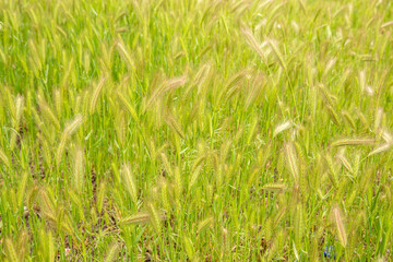 Spikelet of barley covered with drops of dew after rain.