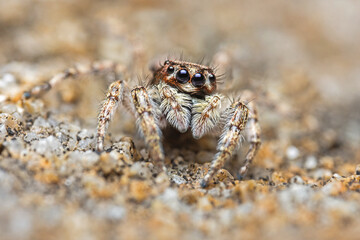 Close up macro jumping spider on the ground.