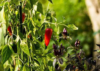 a jalapeno pepper bush with red and green peppers next to peri-peri peppers