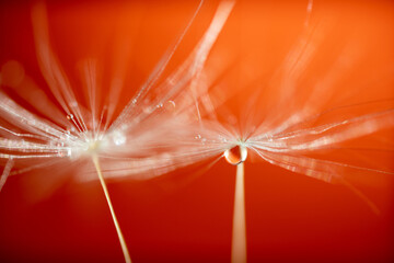 Beautiful water drop on a dandelion flower seed macro in nature. Beautiful deep saturated Orange background.