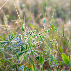  green flower at a meadow symbolizing fragility